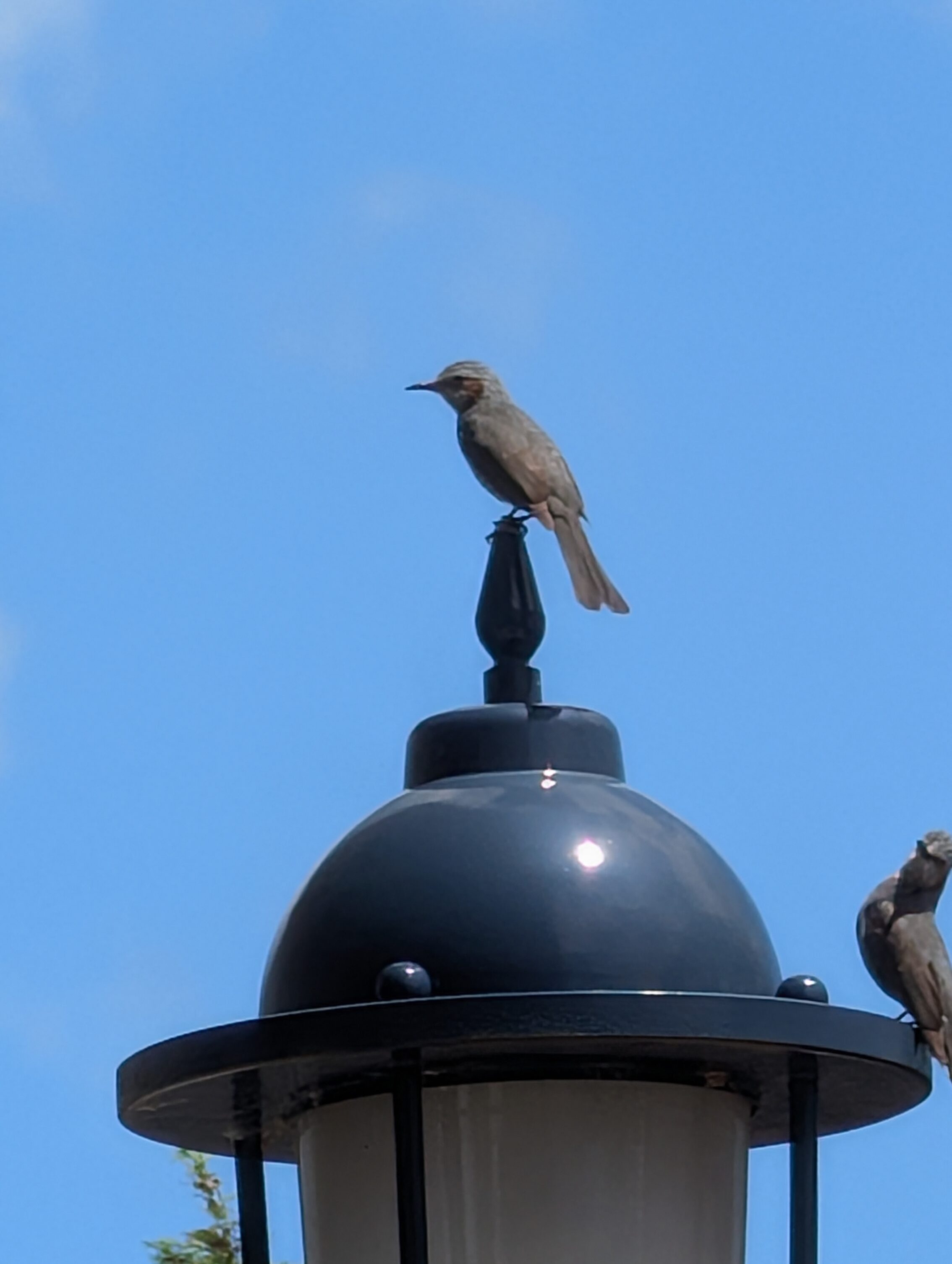 Two birds sitting on top of a street light.
