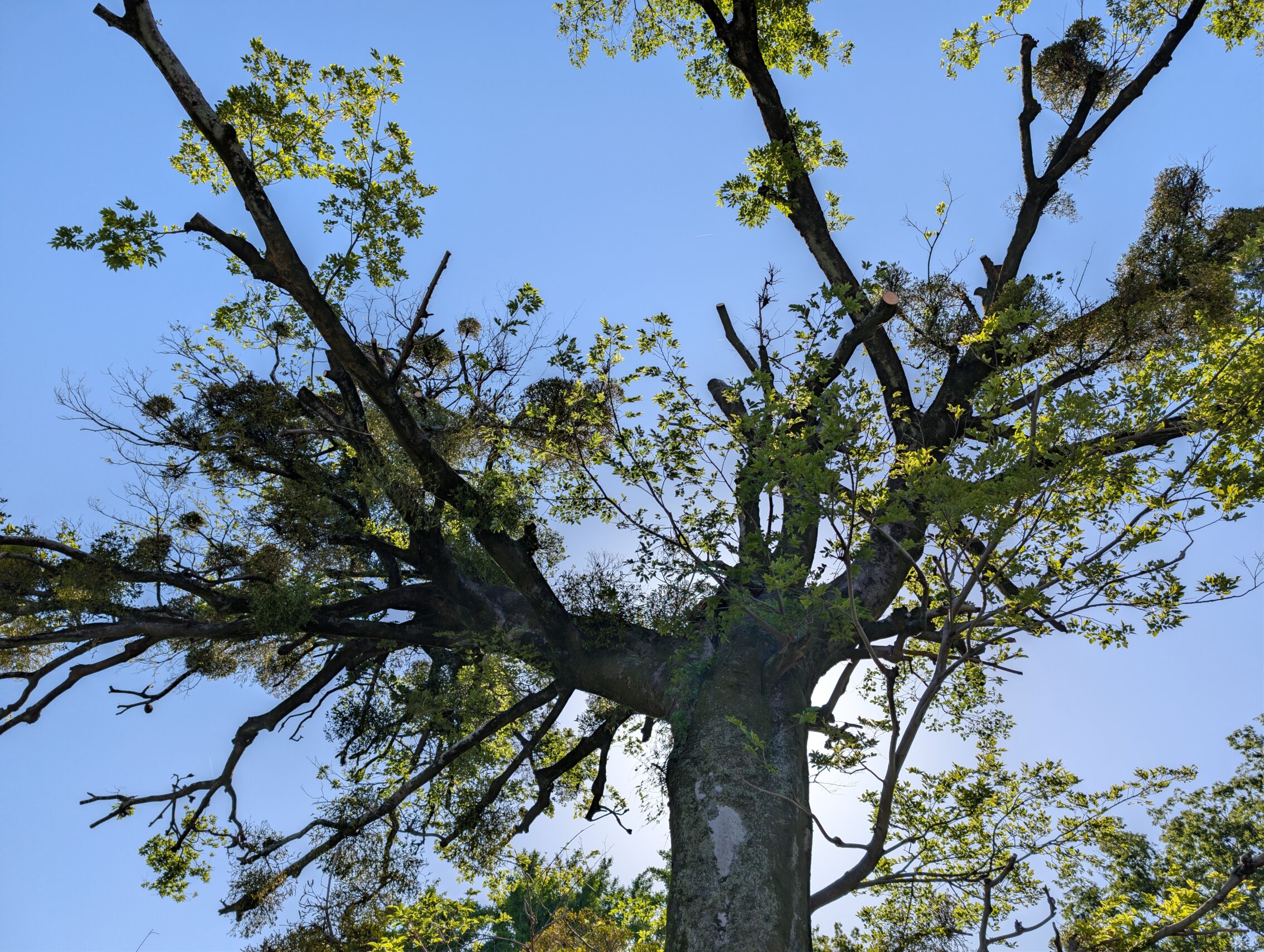 A tree with sunlight. The tree has a lot of mistletoe growing on it.