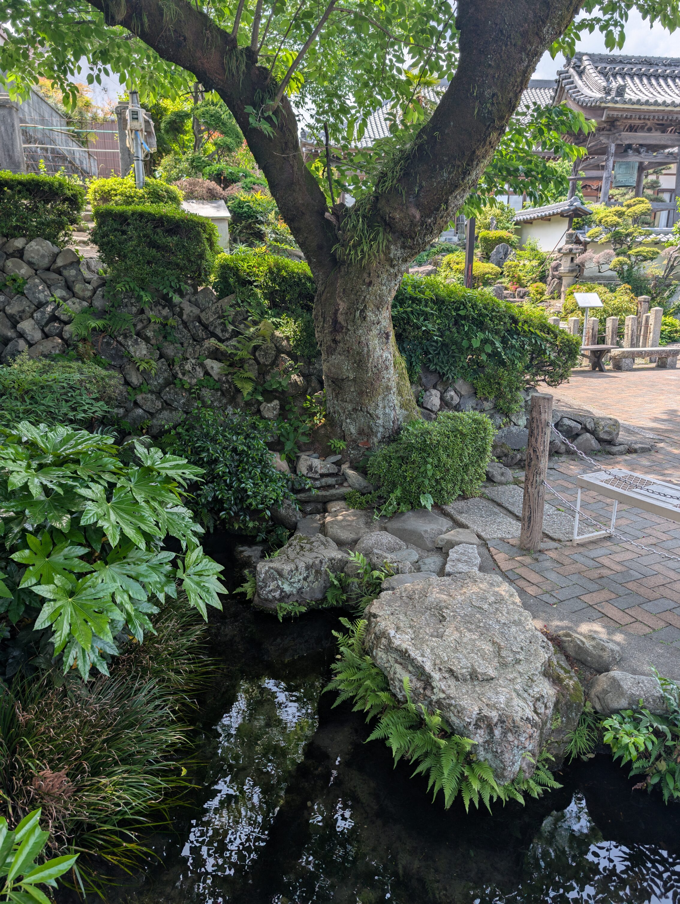 A lush part of a temple area, with a small spring beneath a tree.