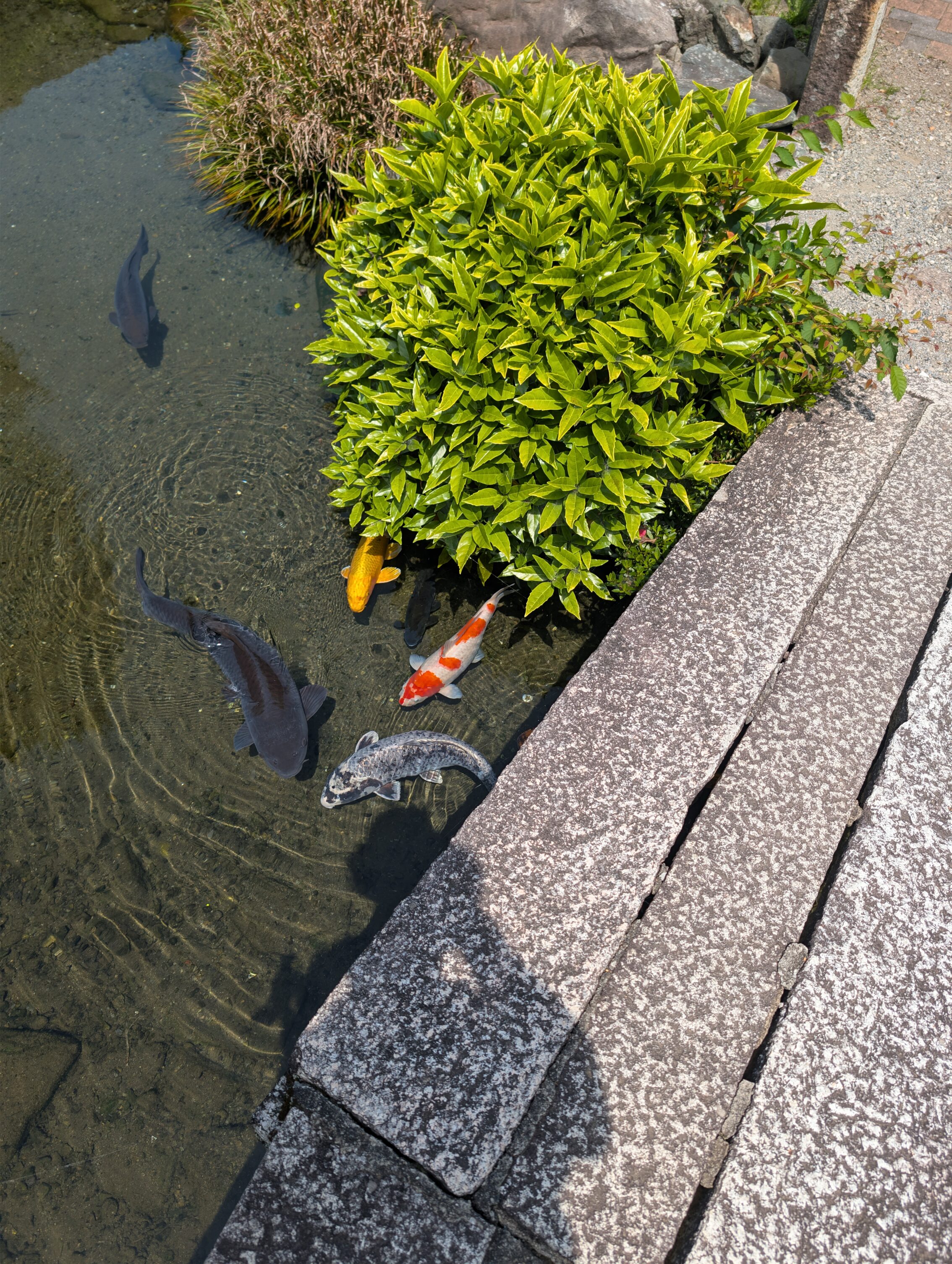 A stone bridge over water with koi fish in different colours.
