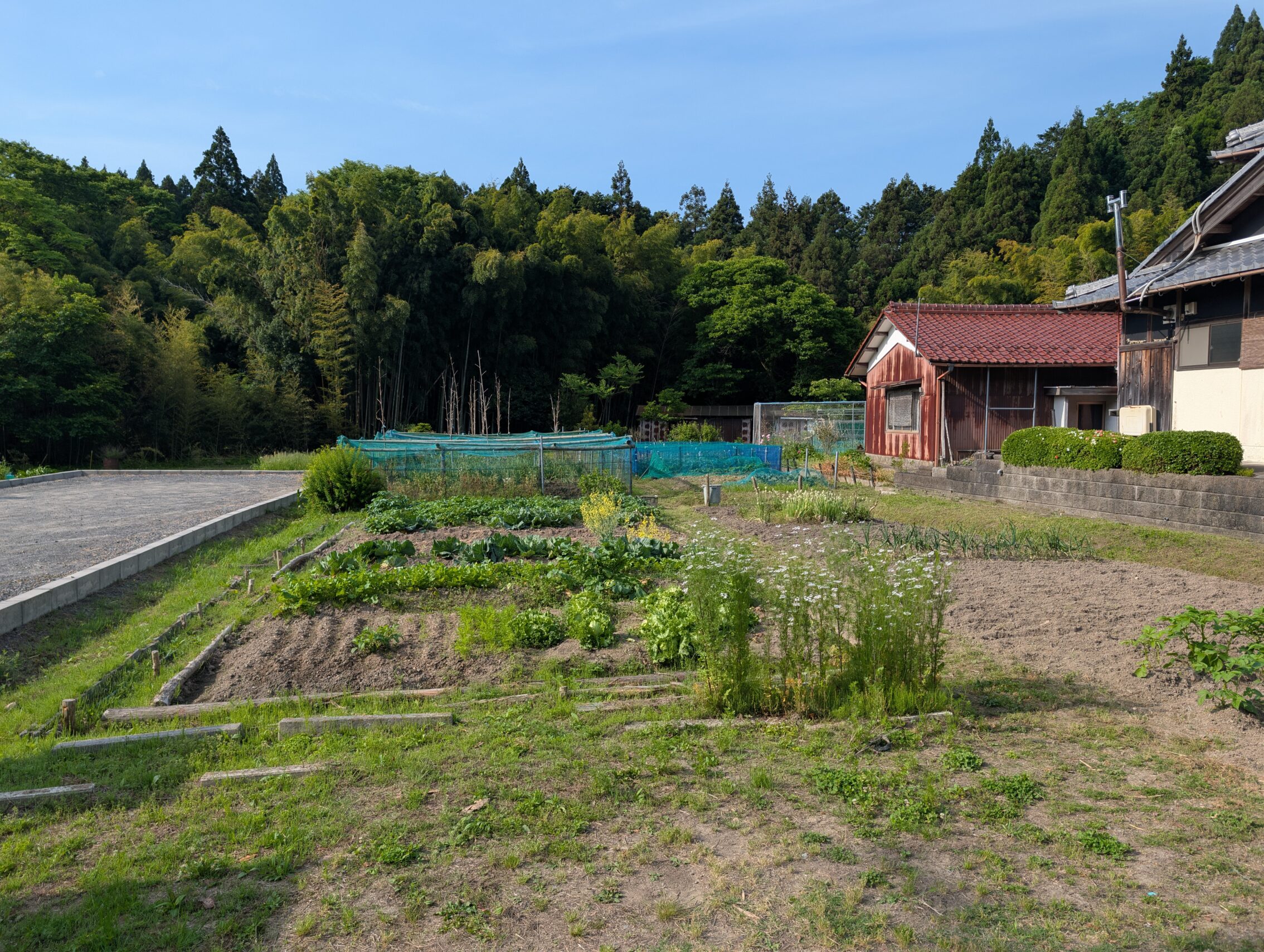 A small vegetable garden with a house, and a forest.