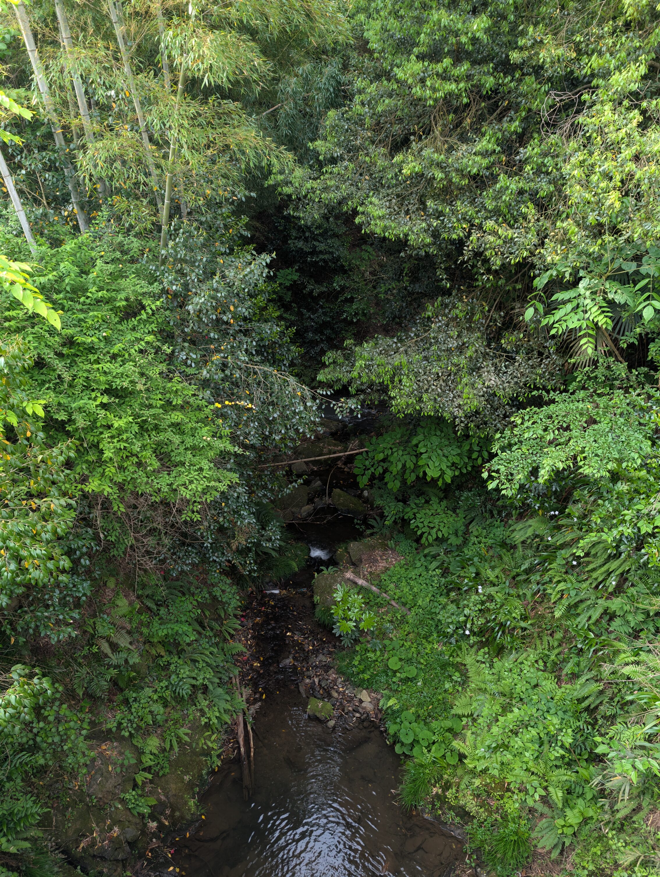 A small stream amidst verdant greenery.