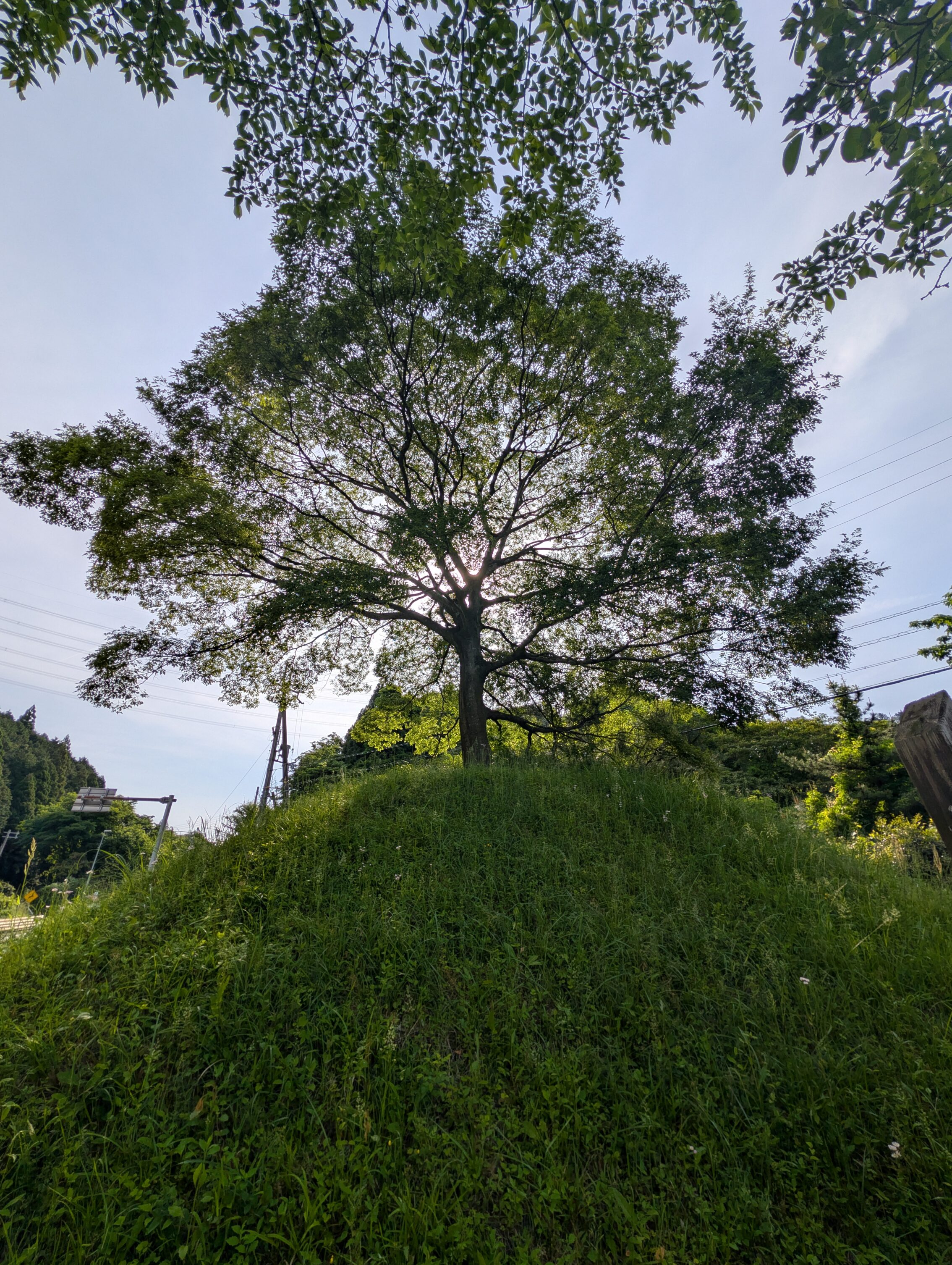 A mound of earth with a tree on top.