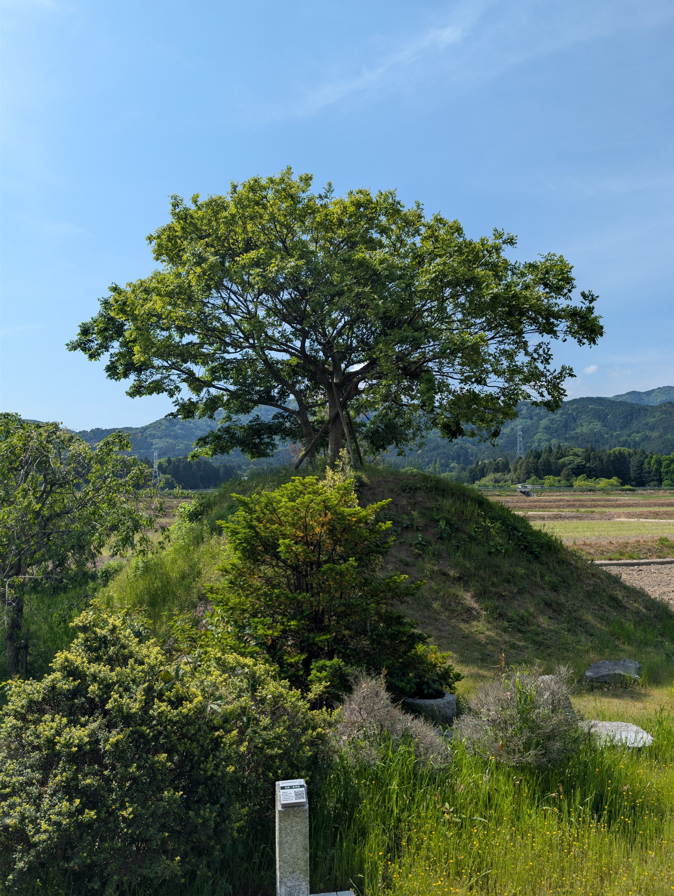 An earthen mound with a tree on top.