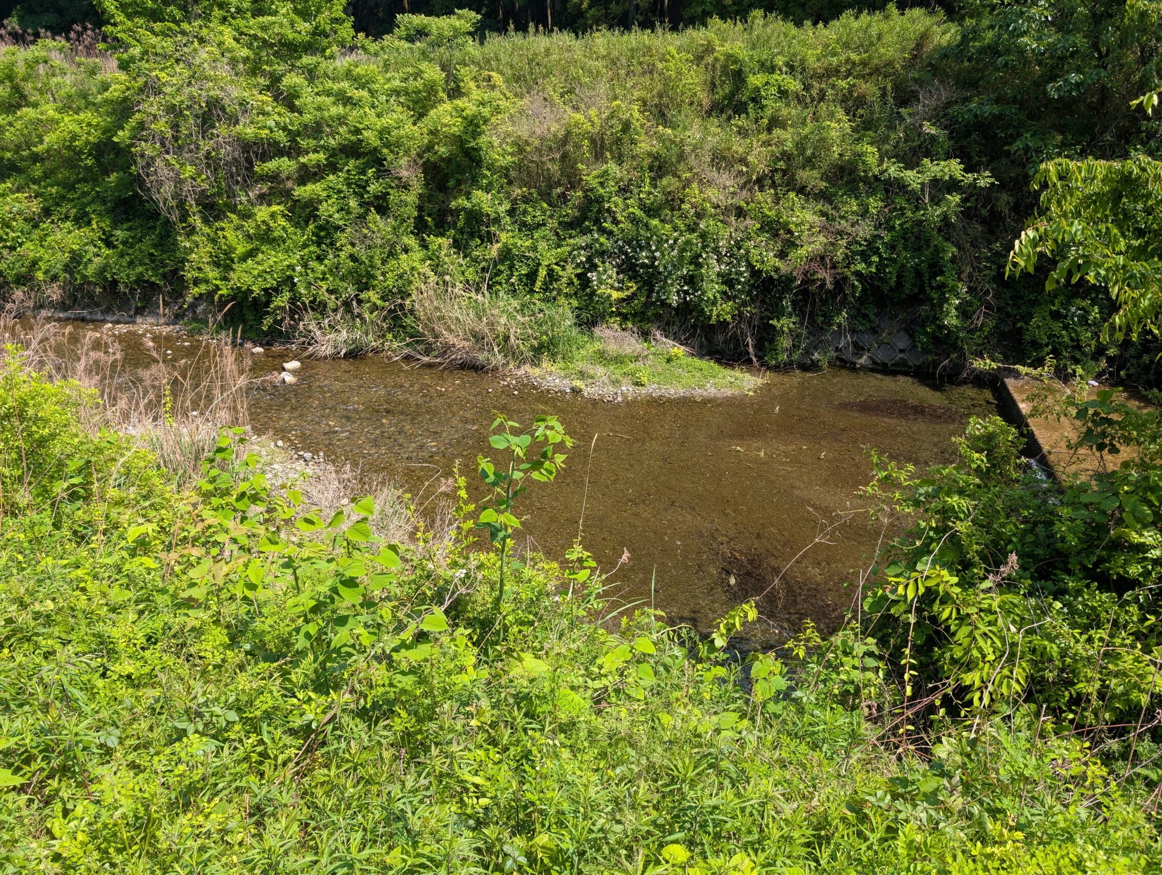 A river with verdant river banks.