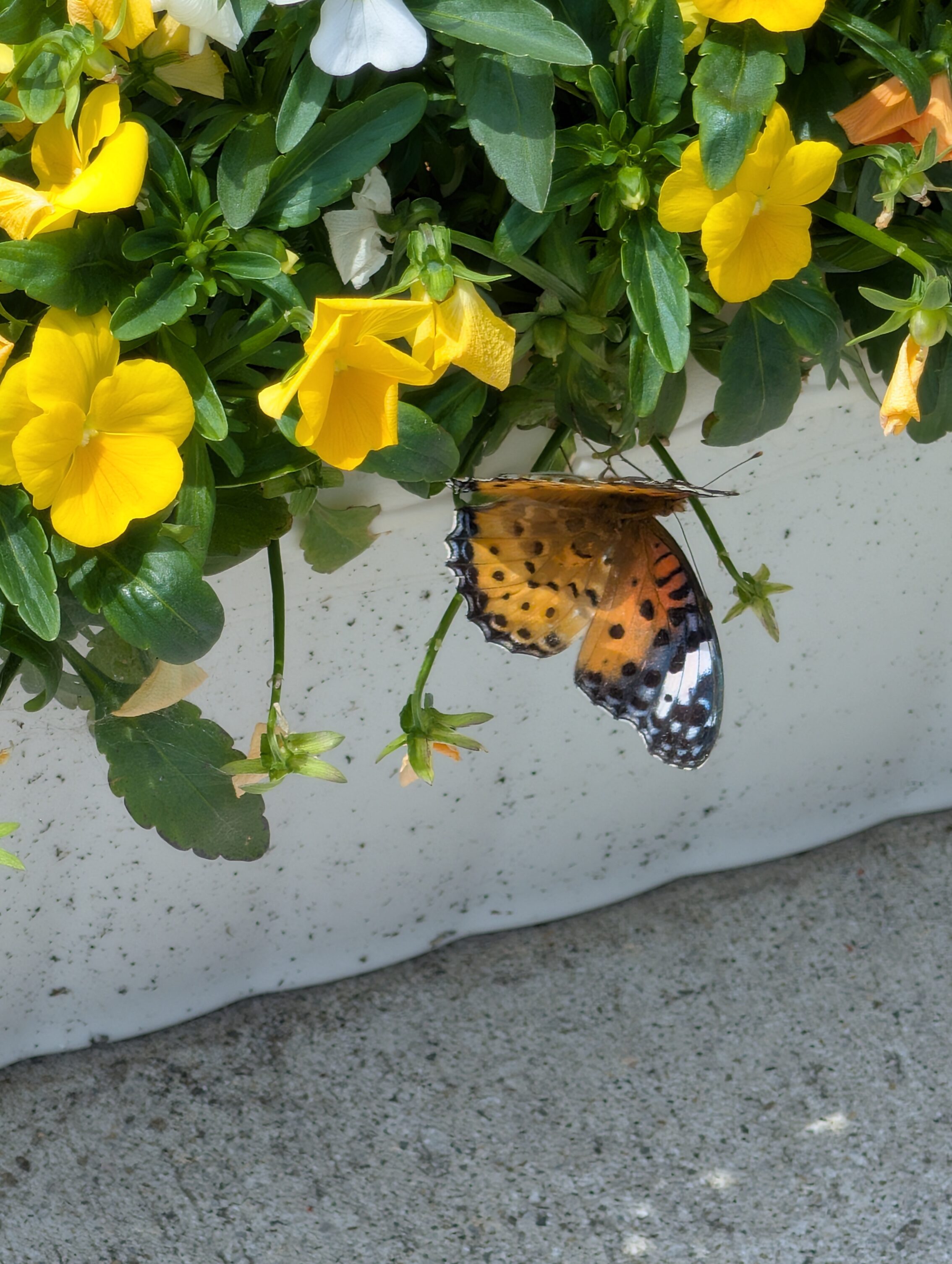 An orange and black butterfly hanging onto a yellow flower.