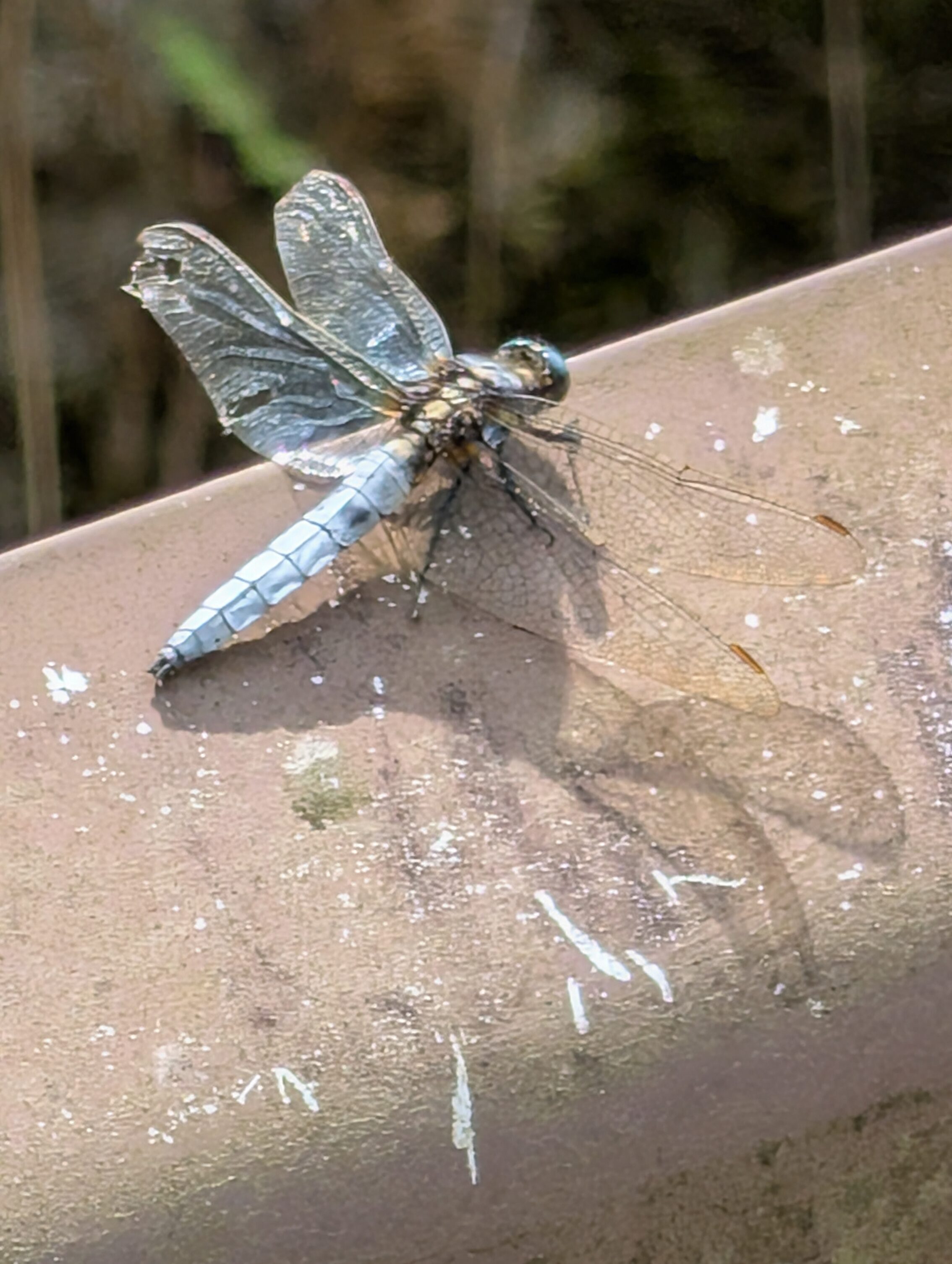 A blue dragonfly