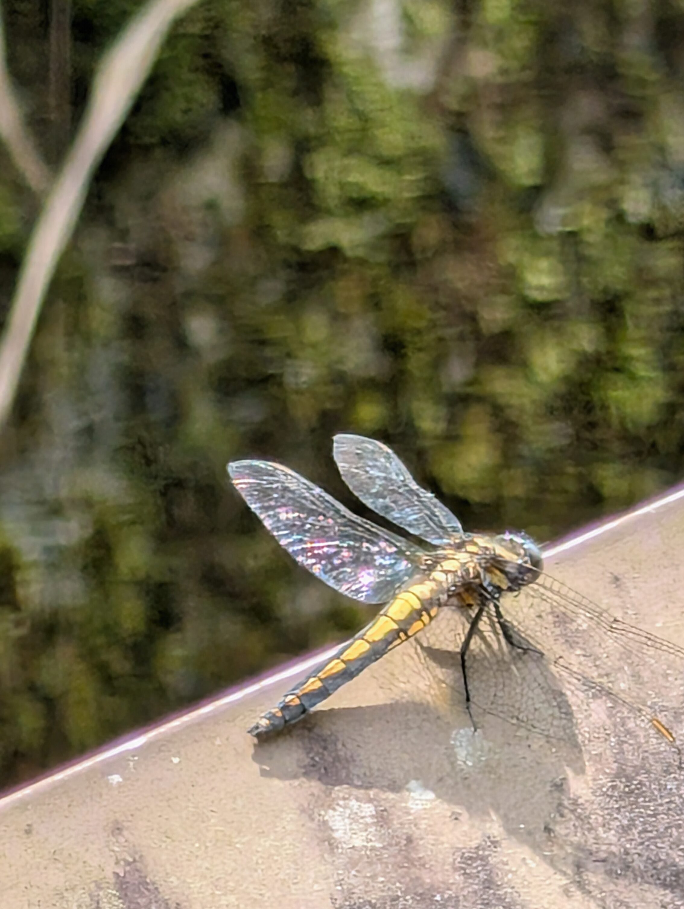 A dragonfly