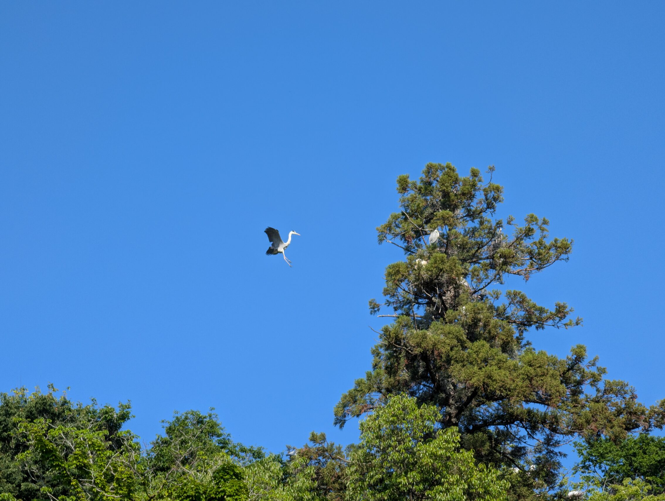 A heron coming in for a landing in a large tree against a blue sky.