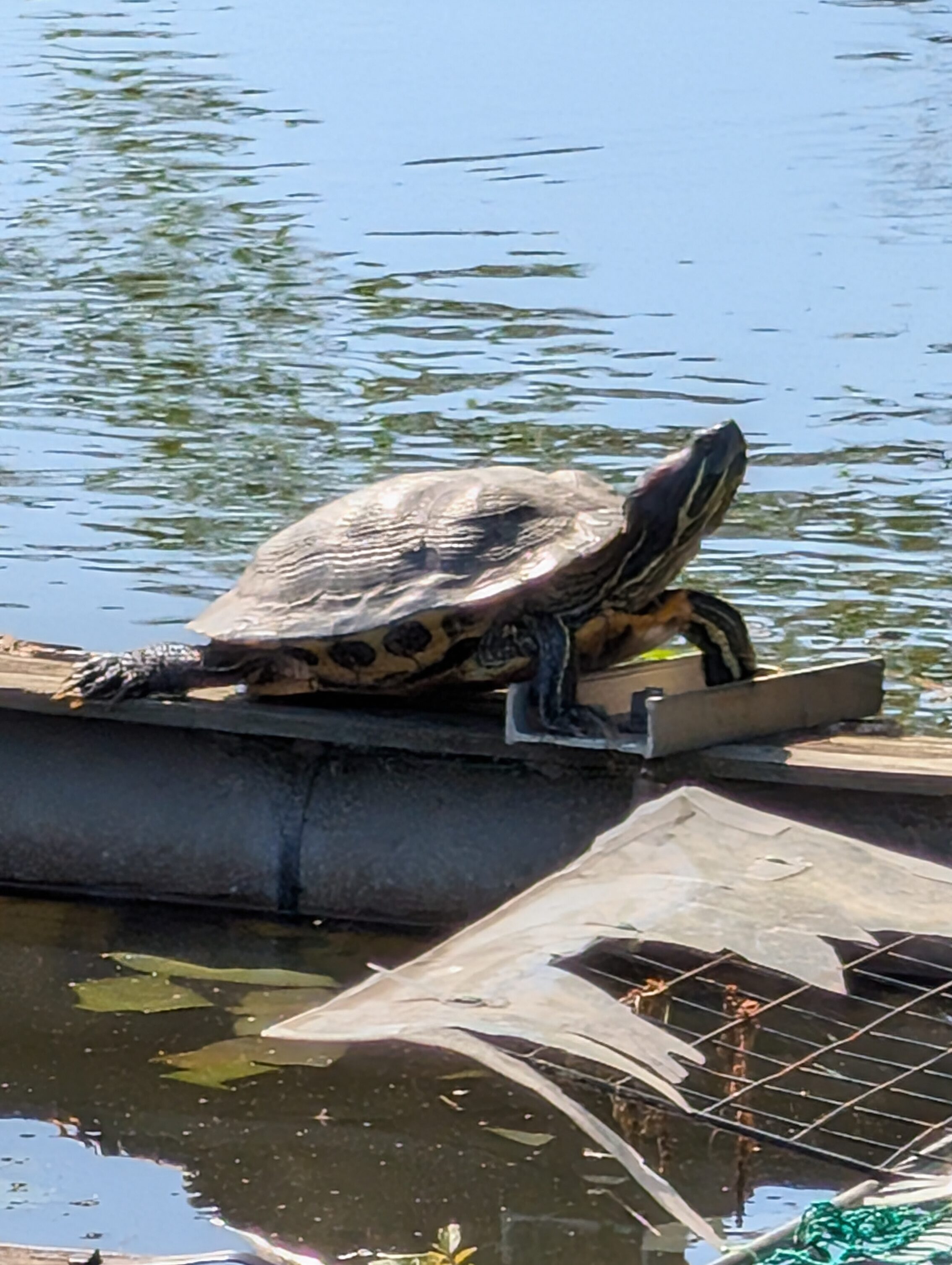 A turtle resting on a metal construction in a moat.