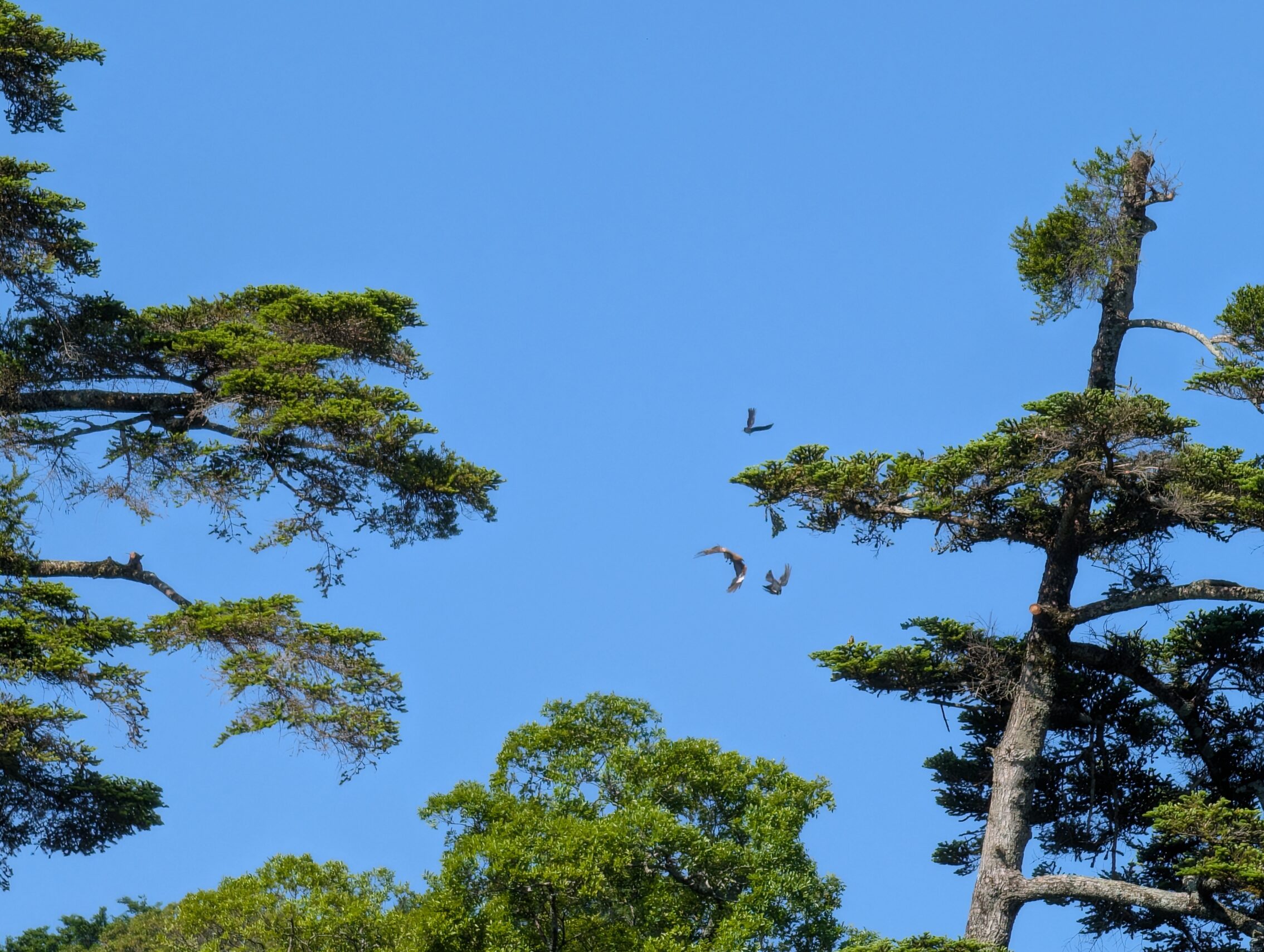 Two crows fighting a black kite against a blue sky.
