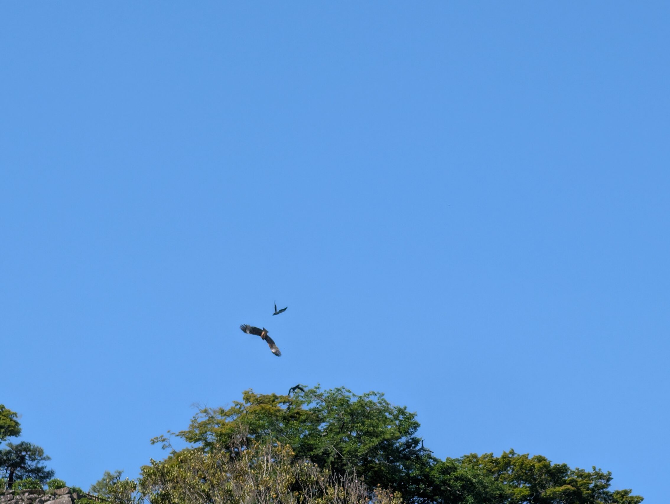 Two crows fighting a black kite against a blue sky.