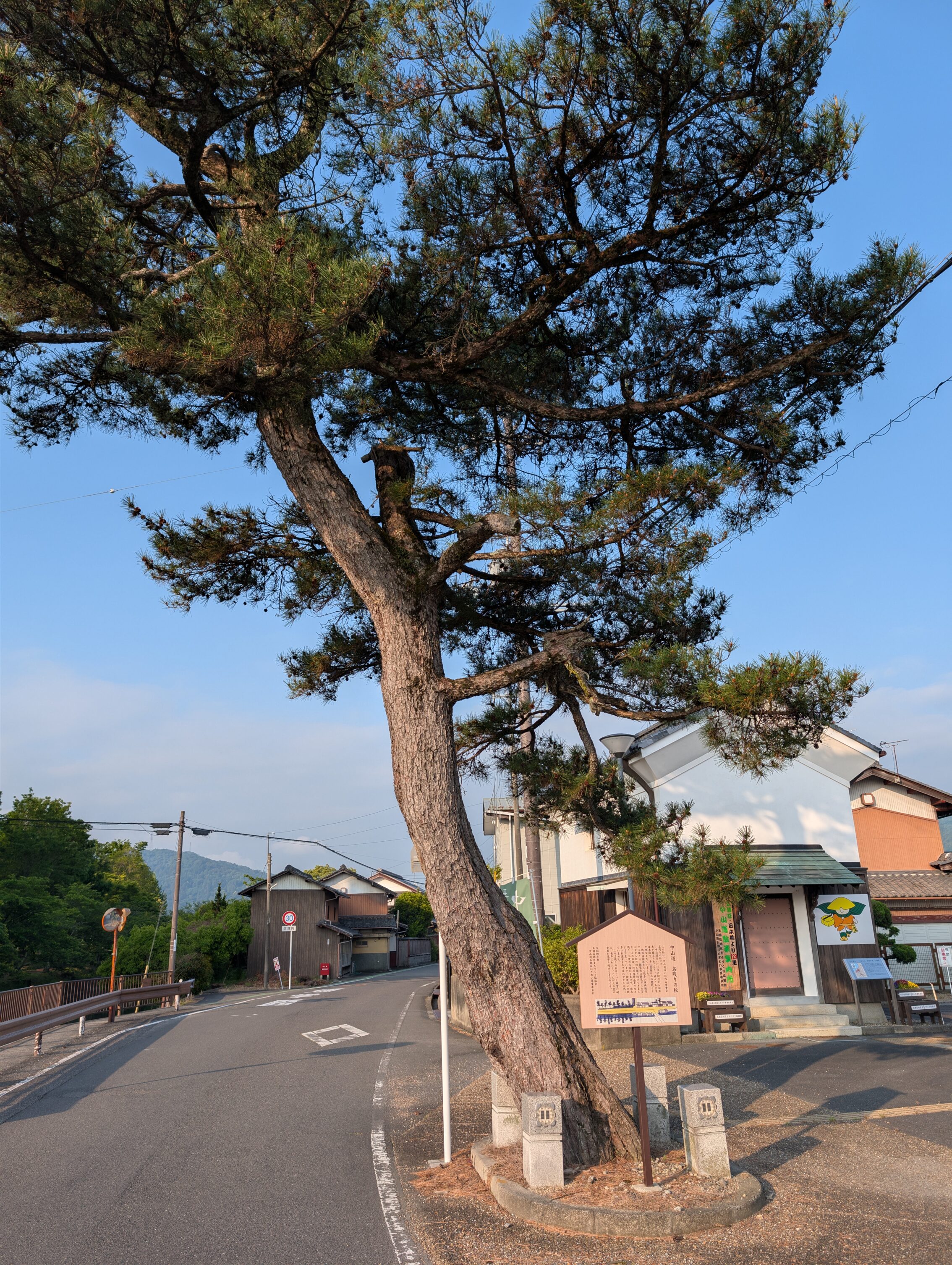 A lone tree next to a road in with houses all around.