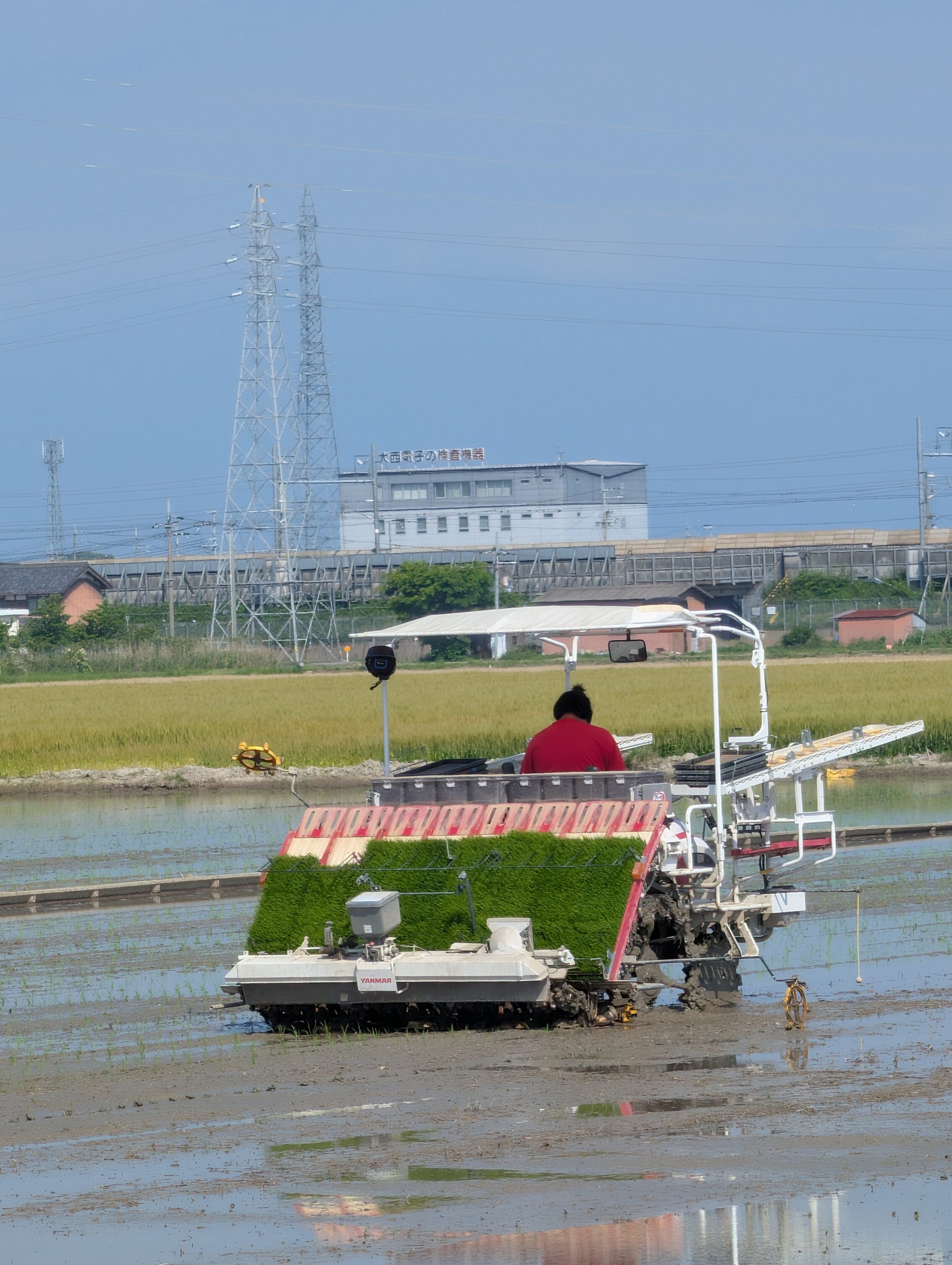 A machine in a rice paddy that puts new rice plants into the soil.