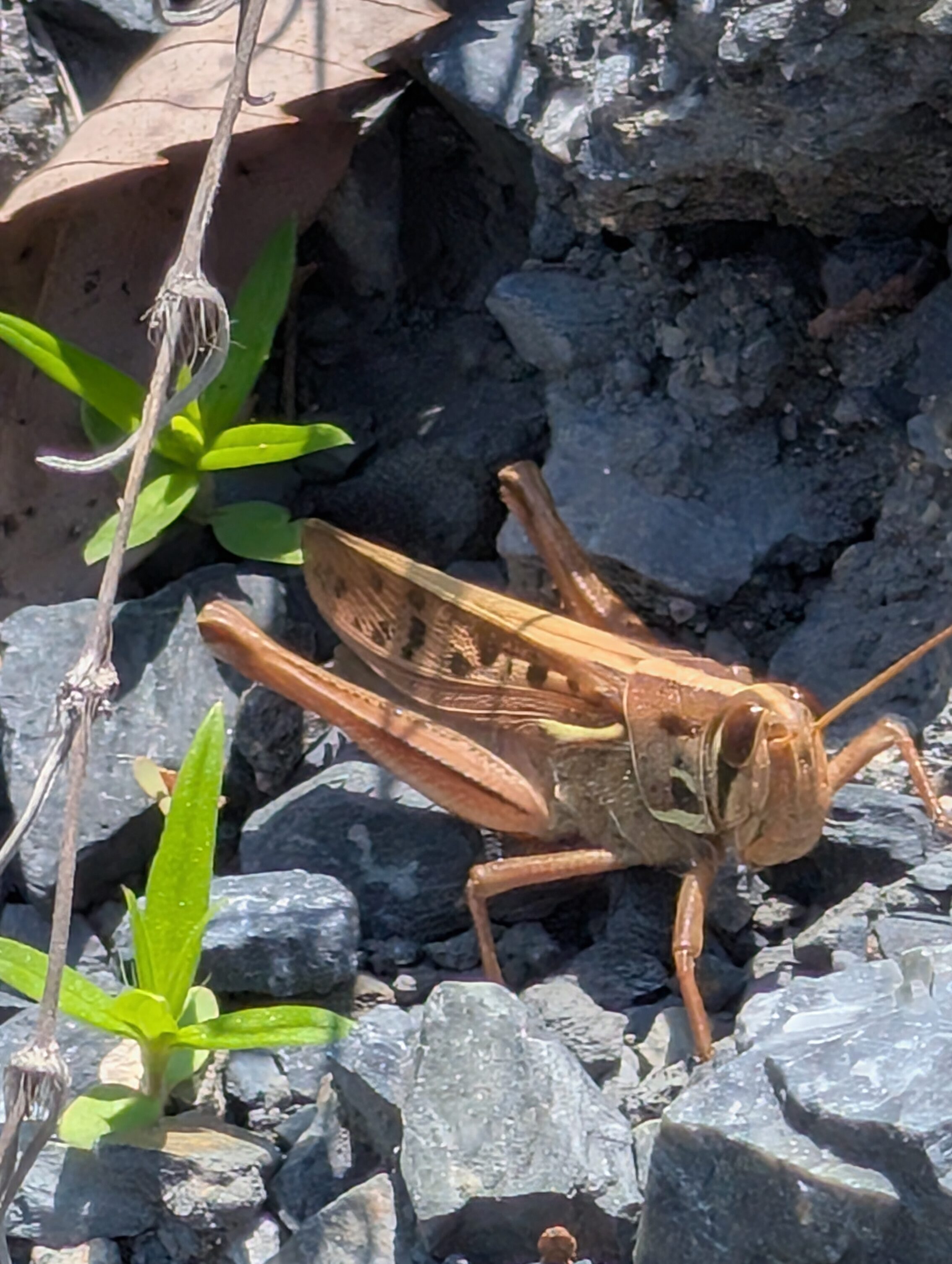 A close-up of a grasshopper