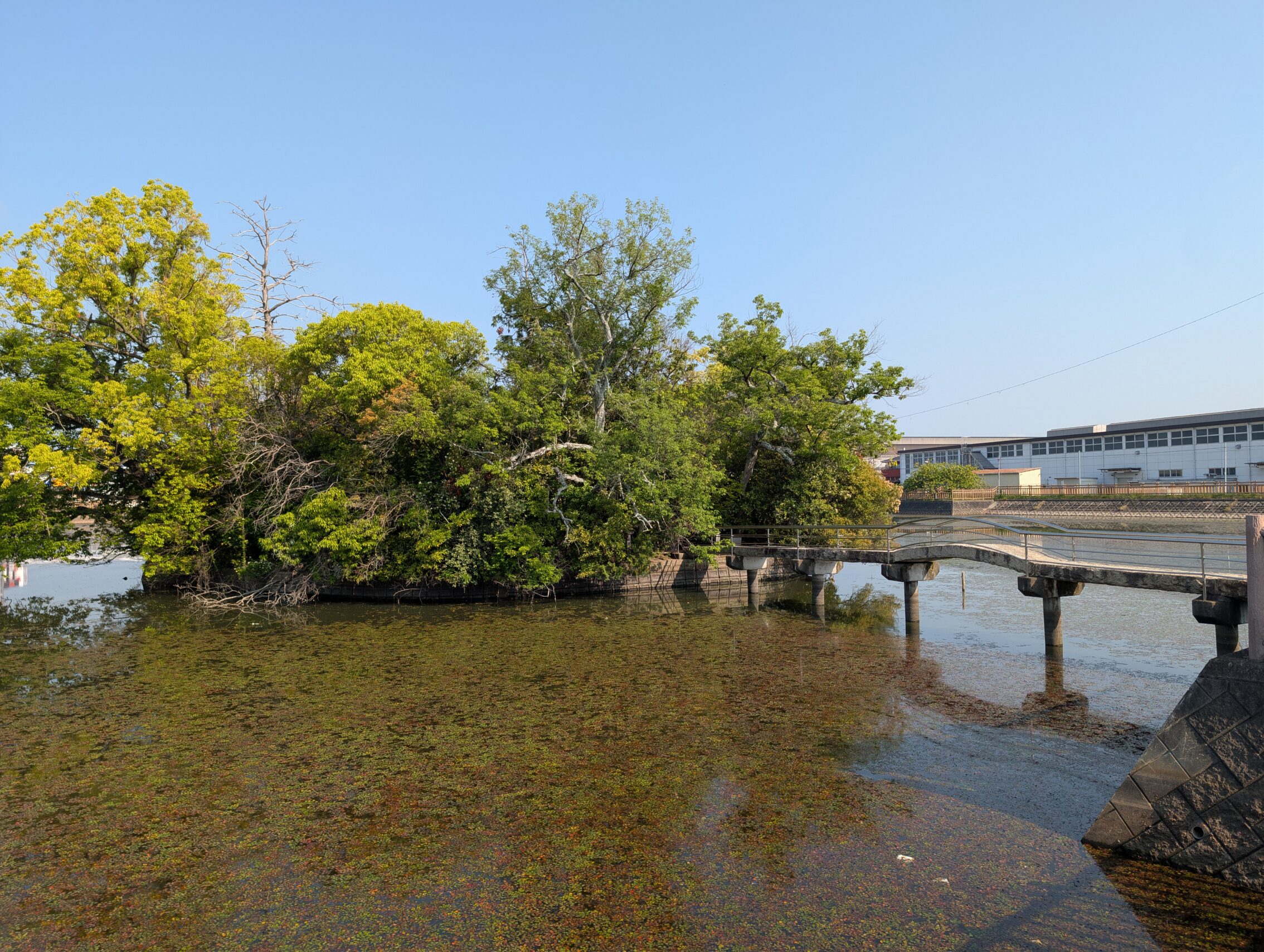 A small pond overgrown with waterbased plants in what seems to be a cityscape. There is a tiny island, and a stone bridge to the island.