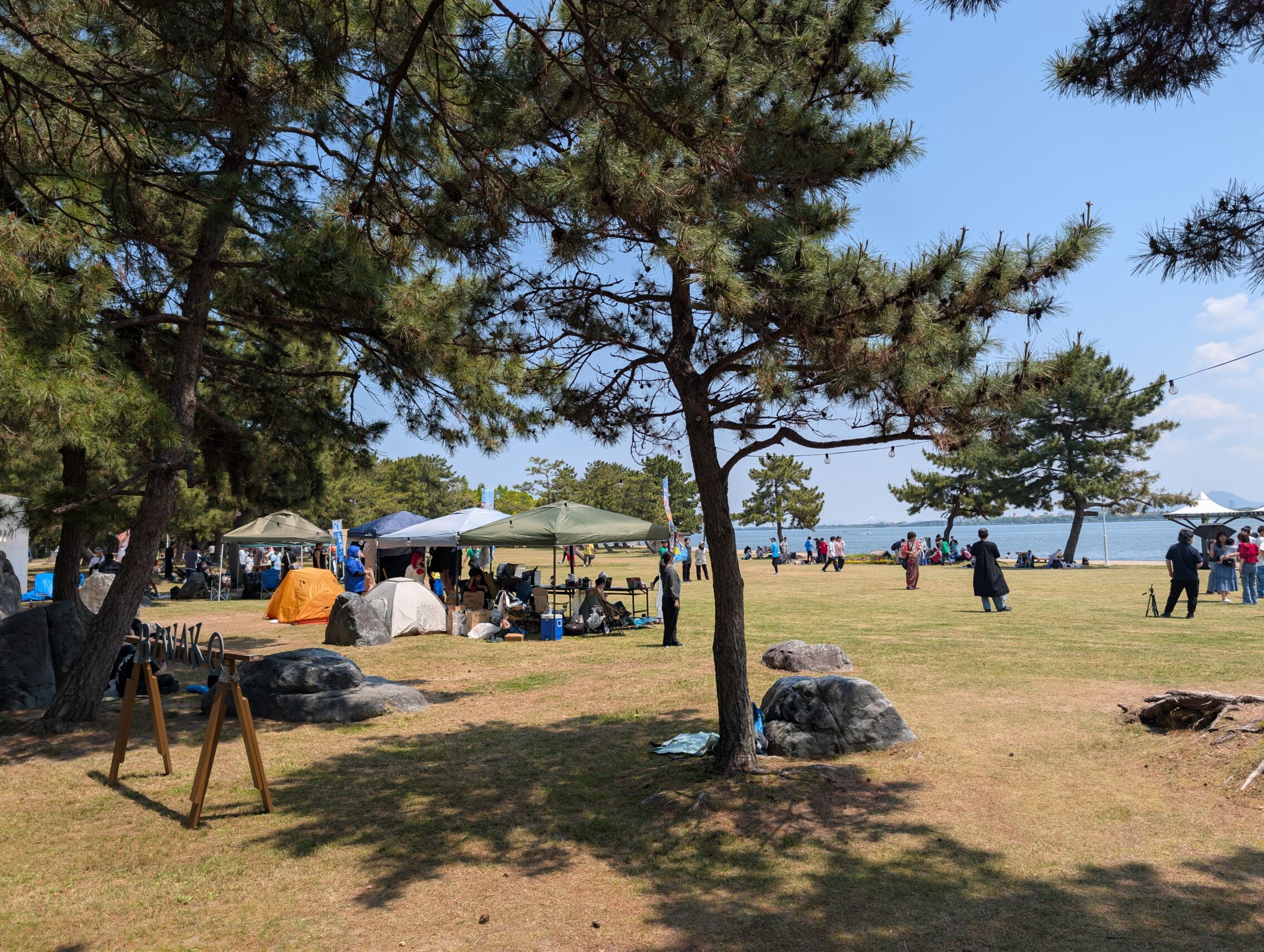 A couple of pine trees in front of a grassy beach, with a lake in the background.
